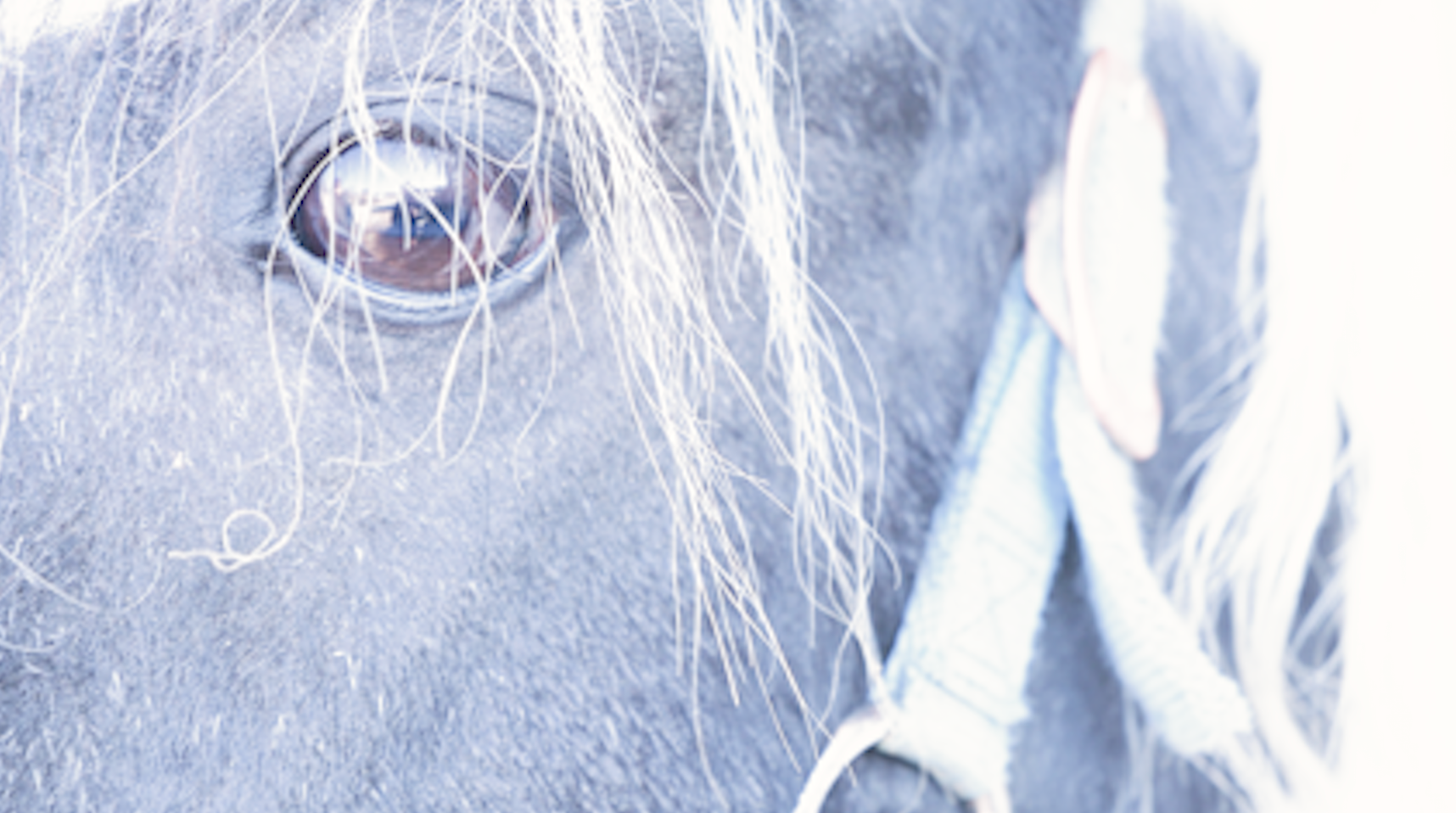 horse eye