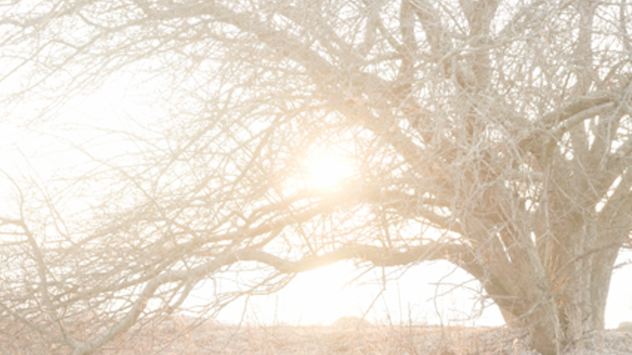 sun and trees