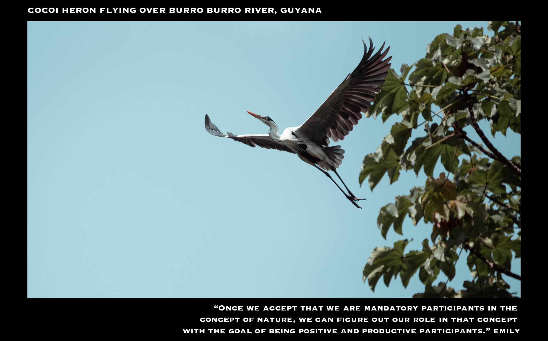 bird