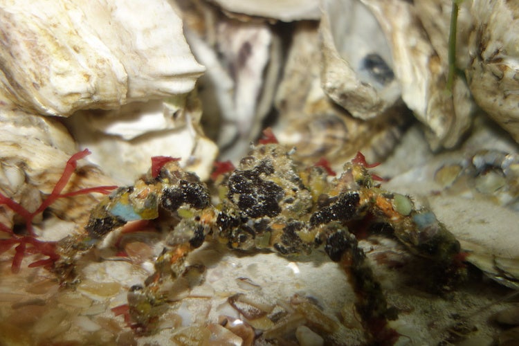 decorator crab