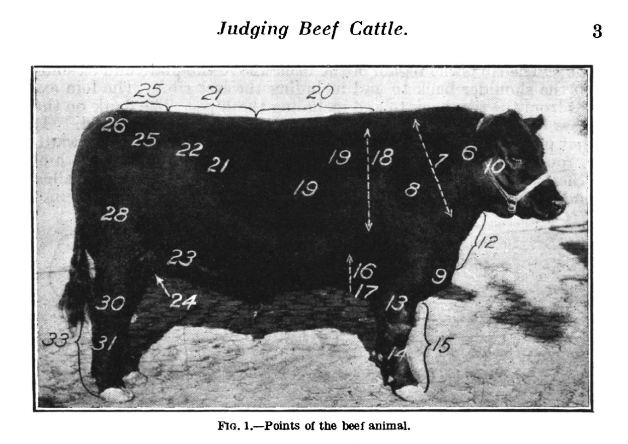 Steffanie_Padilla_Cattle