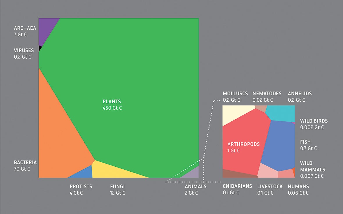 Global Biomass diagram