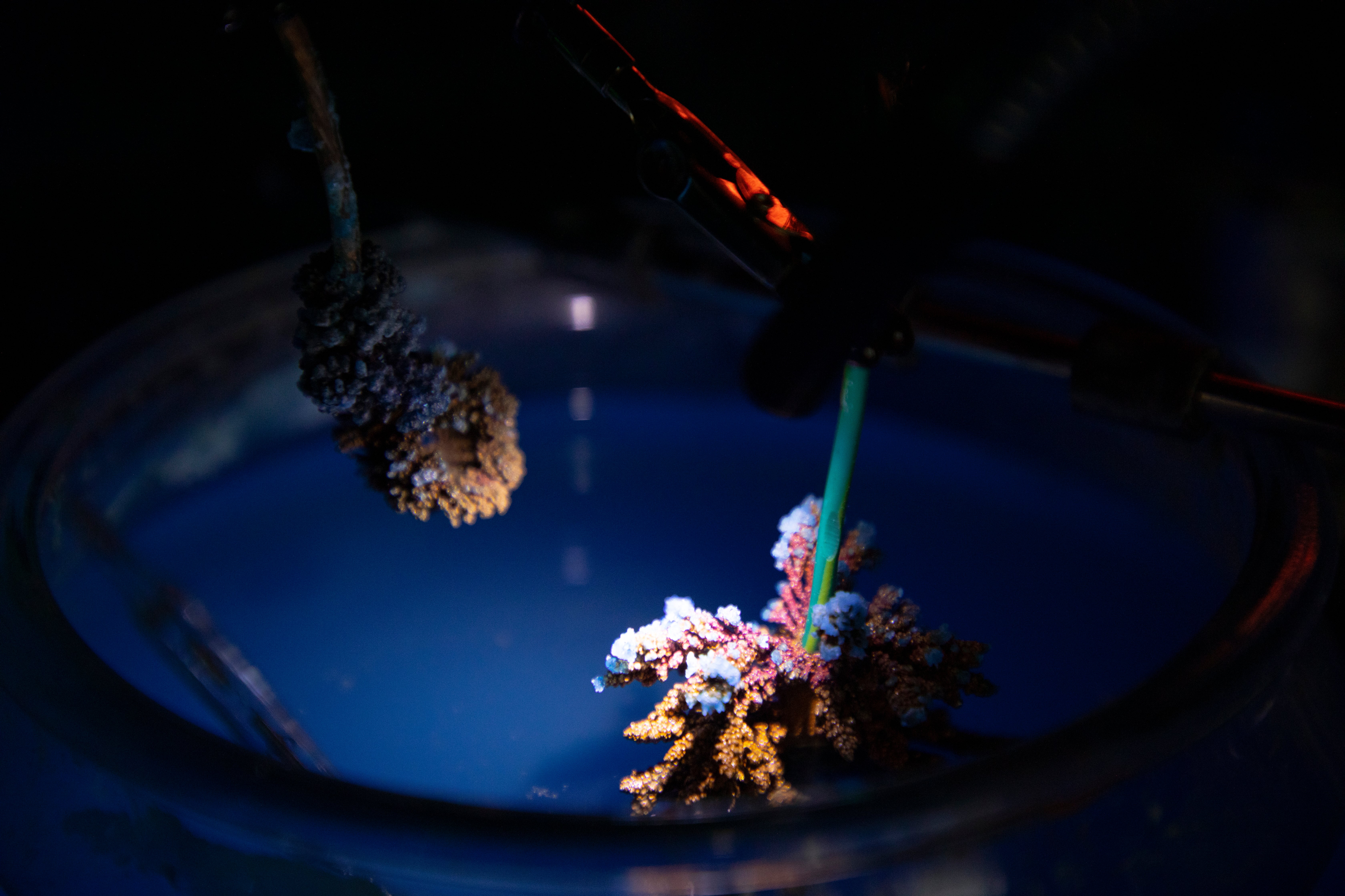 installation view, copper crystals in blue liquid