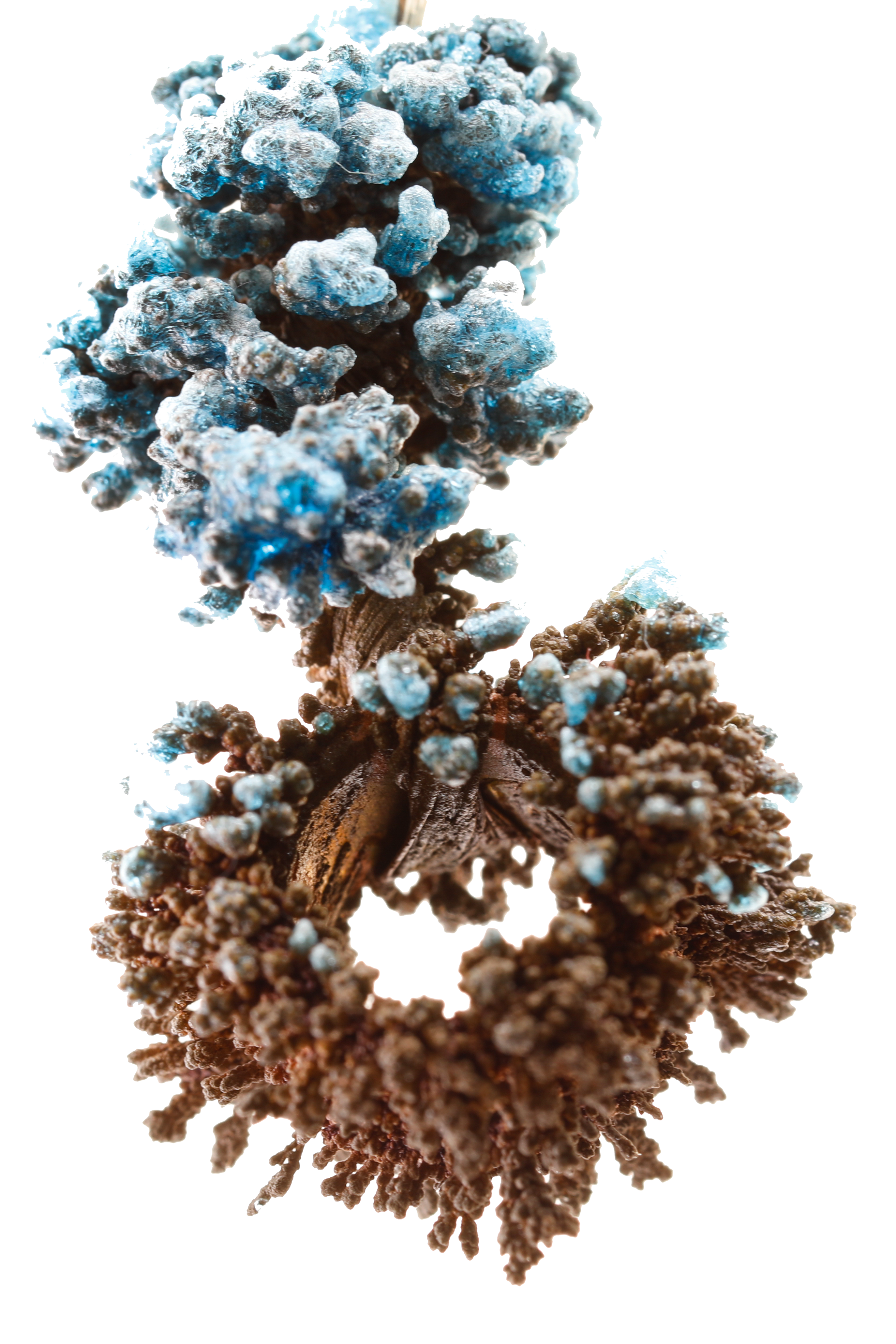 home-grown copper metal crystal and blue copper sulfate crystals