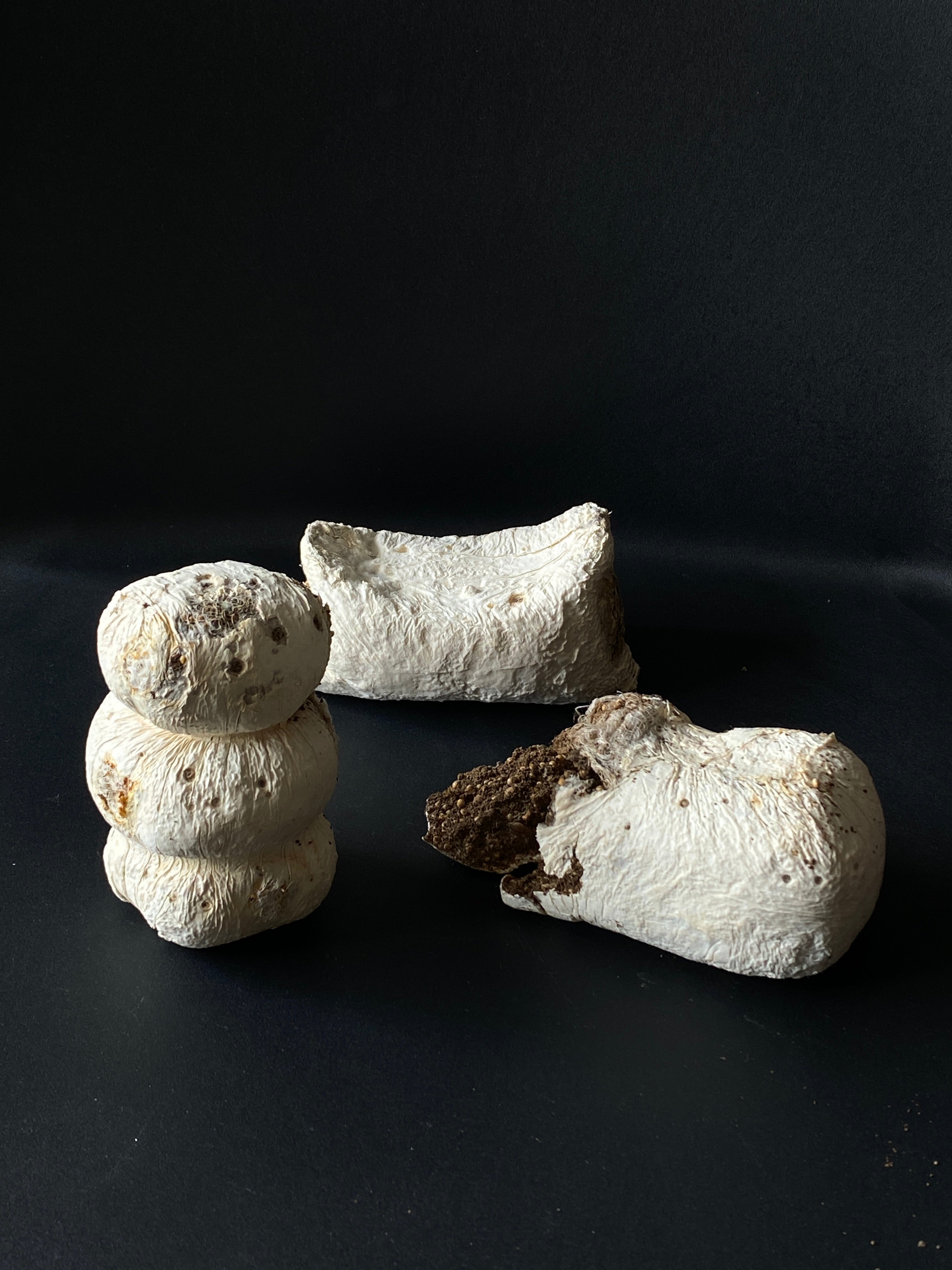 Mycelium Stool