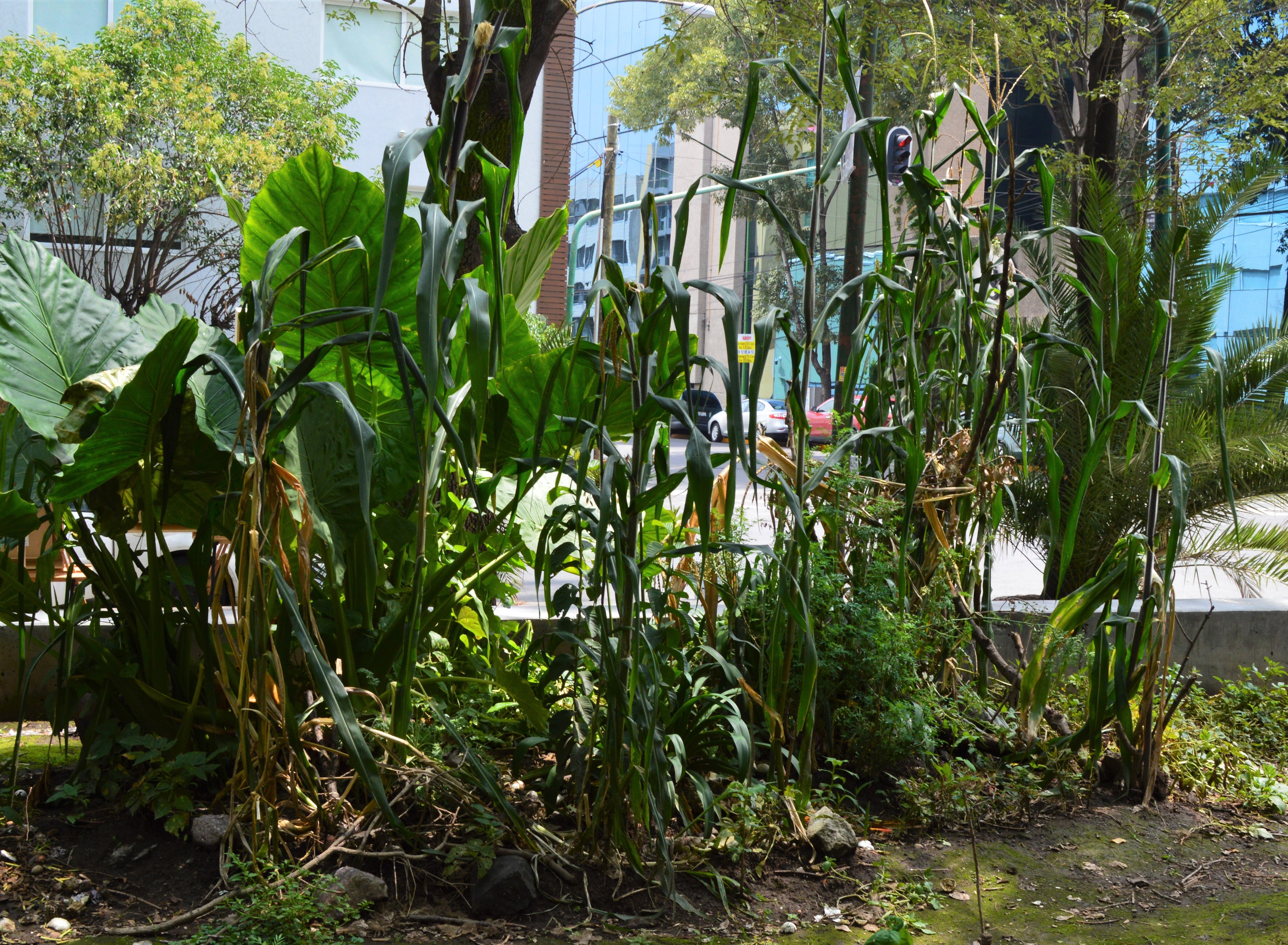 Milpa growing in an urban park