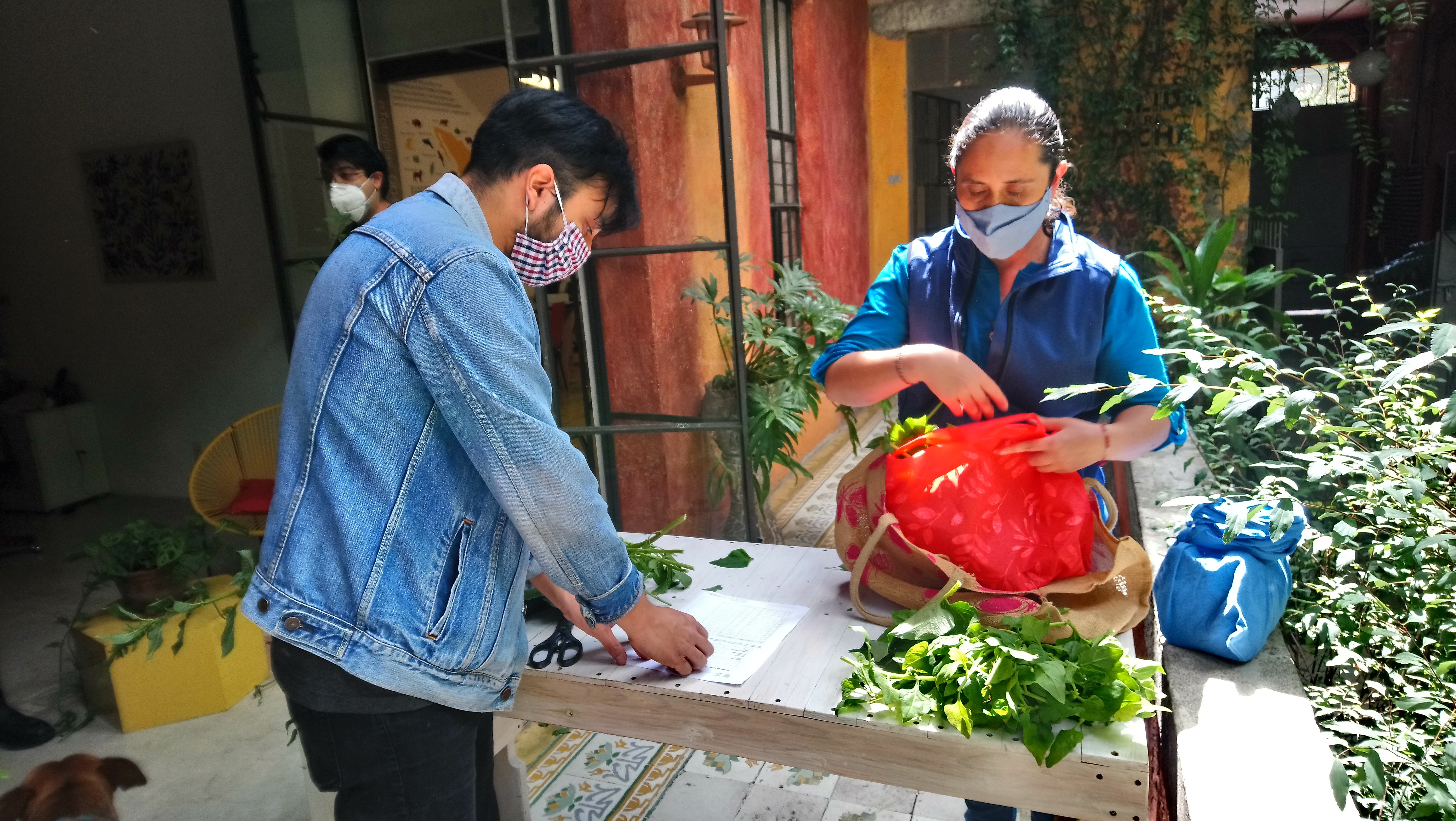 Casa Gallina member providing quelites to a neighbor
