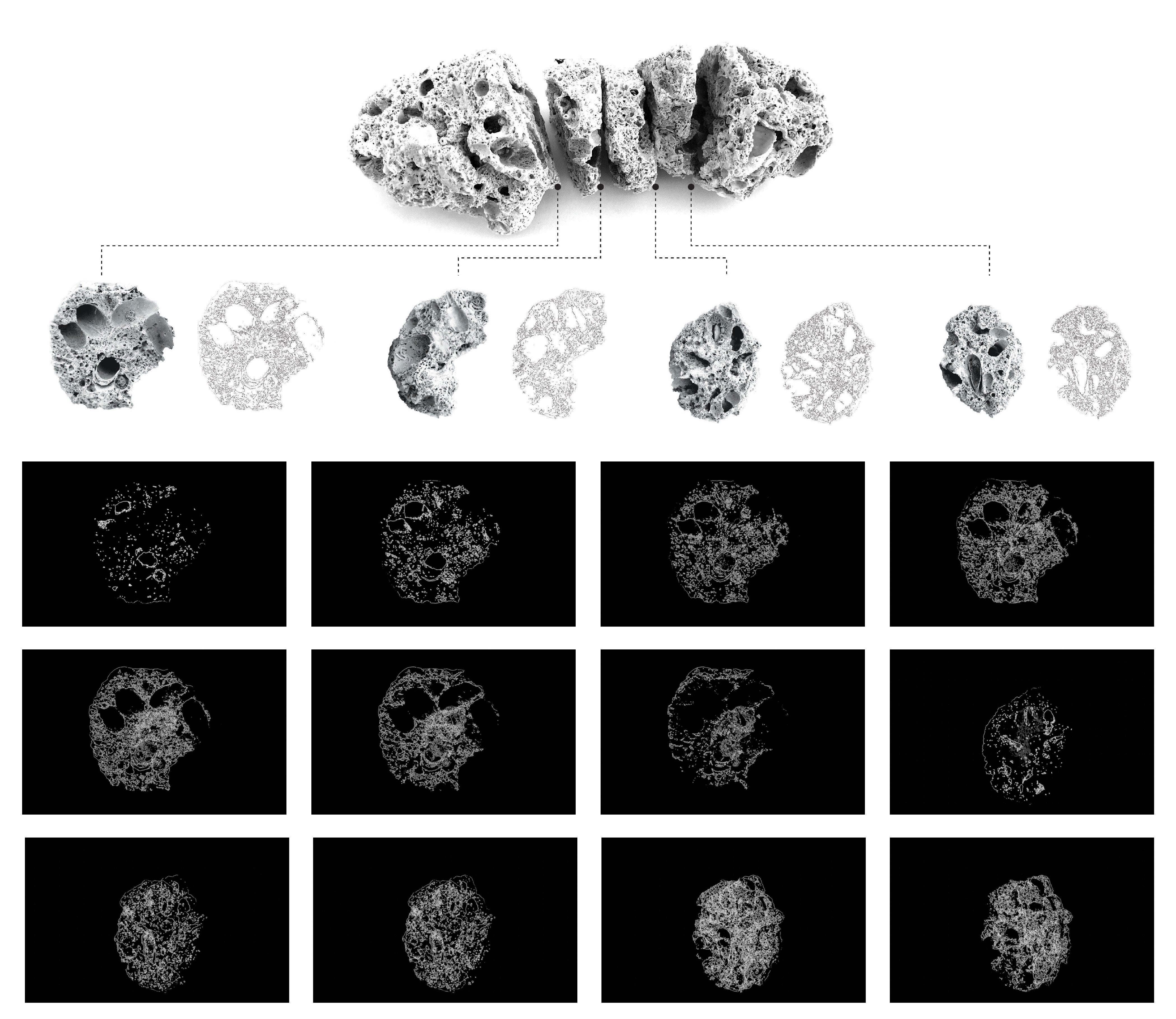 A series of sections through a fragment of a collected piece of coral from the shore.
