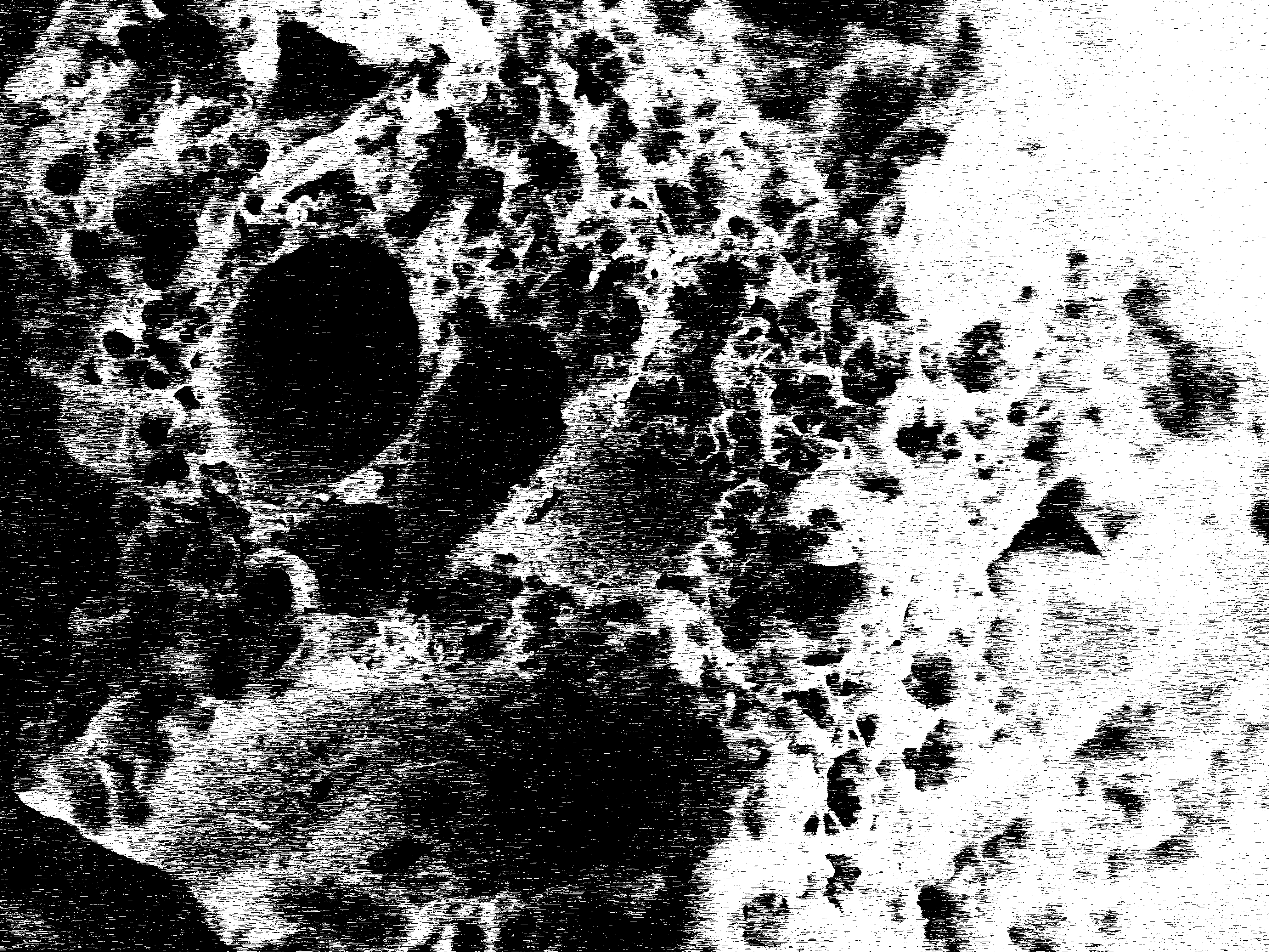 Bleached coral close up image 