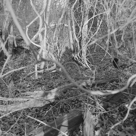 black and white photograph of a wooded area in winter. You can see the photographer's shadow cast across the leafy ground
