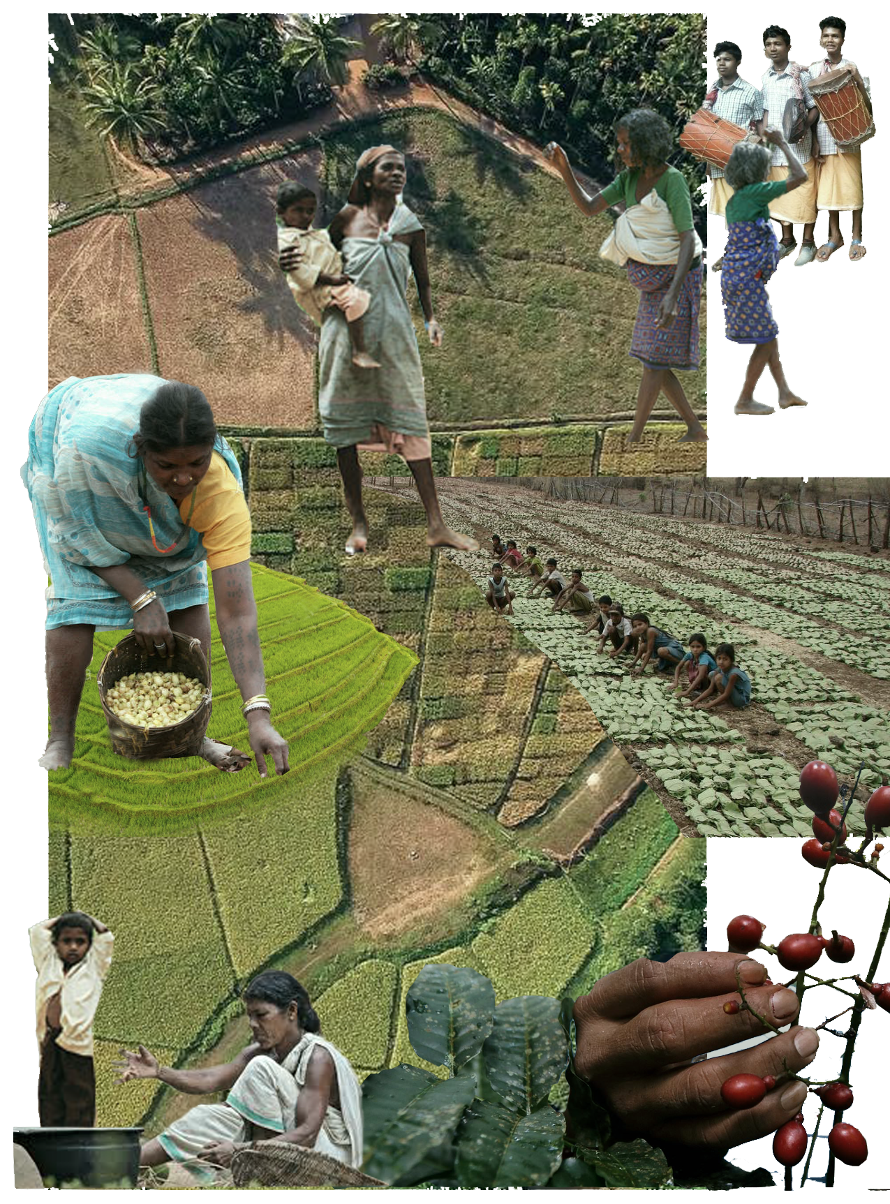 A collage of various Traditional Ecological Practices