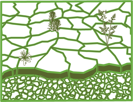Crocodile crack cultivation diagram 1