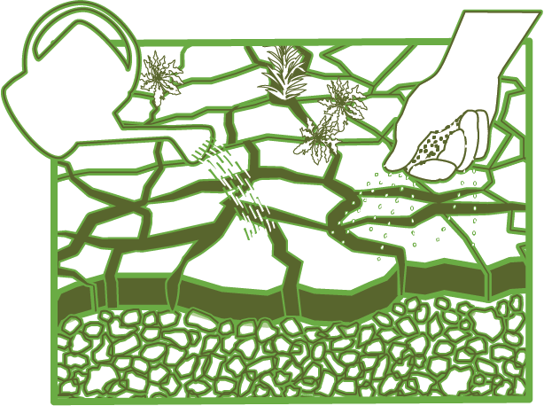 Crocodile crack cultivation diagram 3