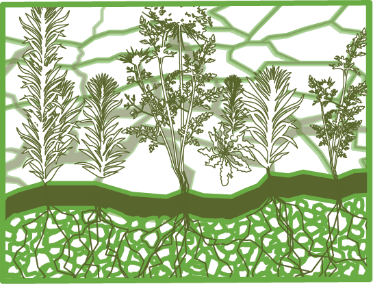Crocodile crack cultivation diagram 4