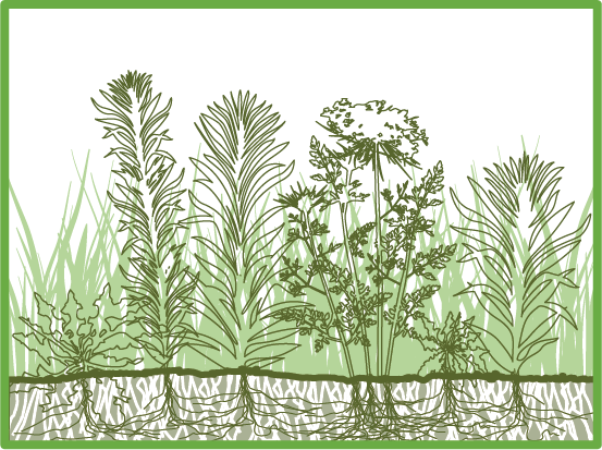 lawn meadow diagram 3