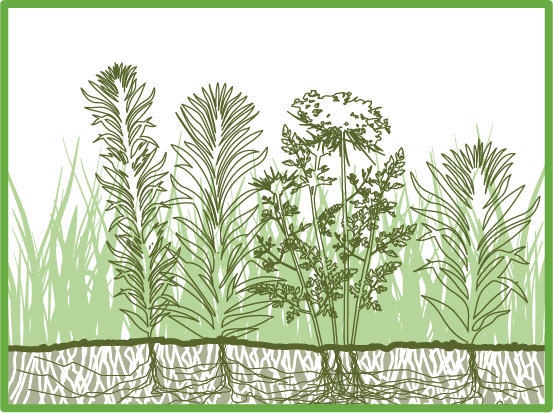lawn meadow diagram 4