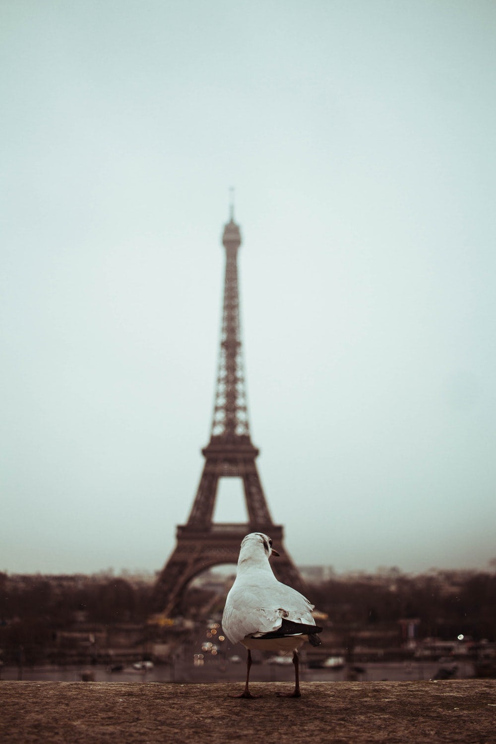 Photo: Bird In Paris by Leonardo Mazo