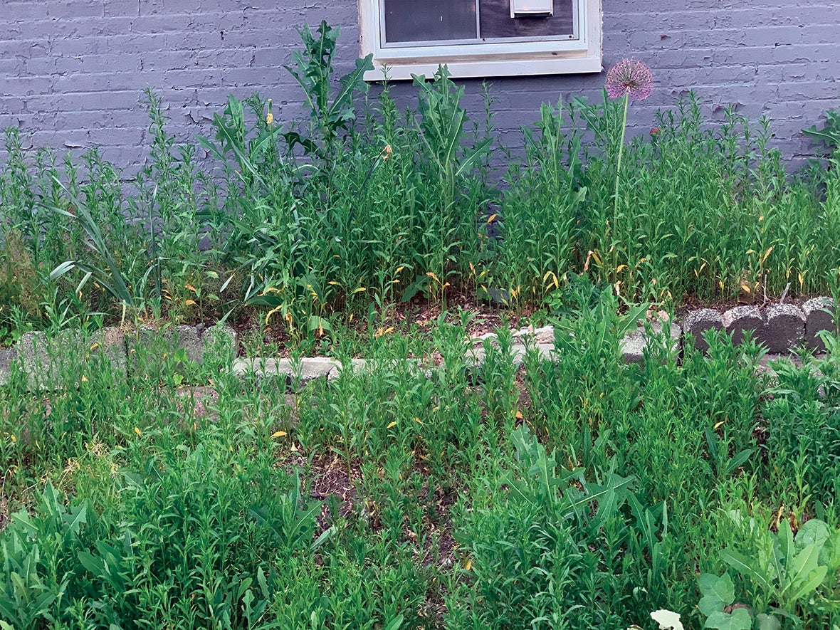 urban meadow
