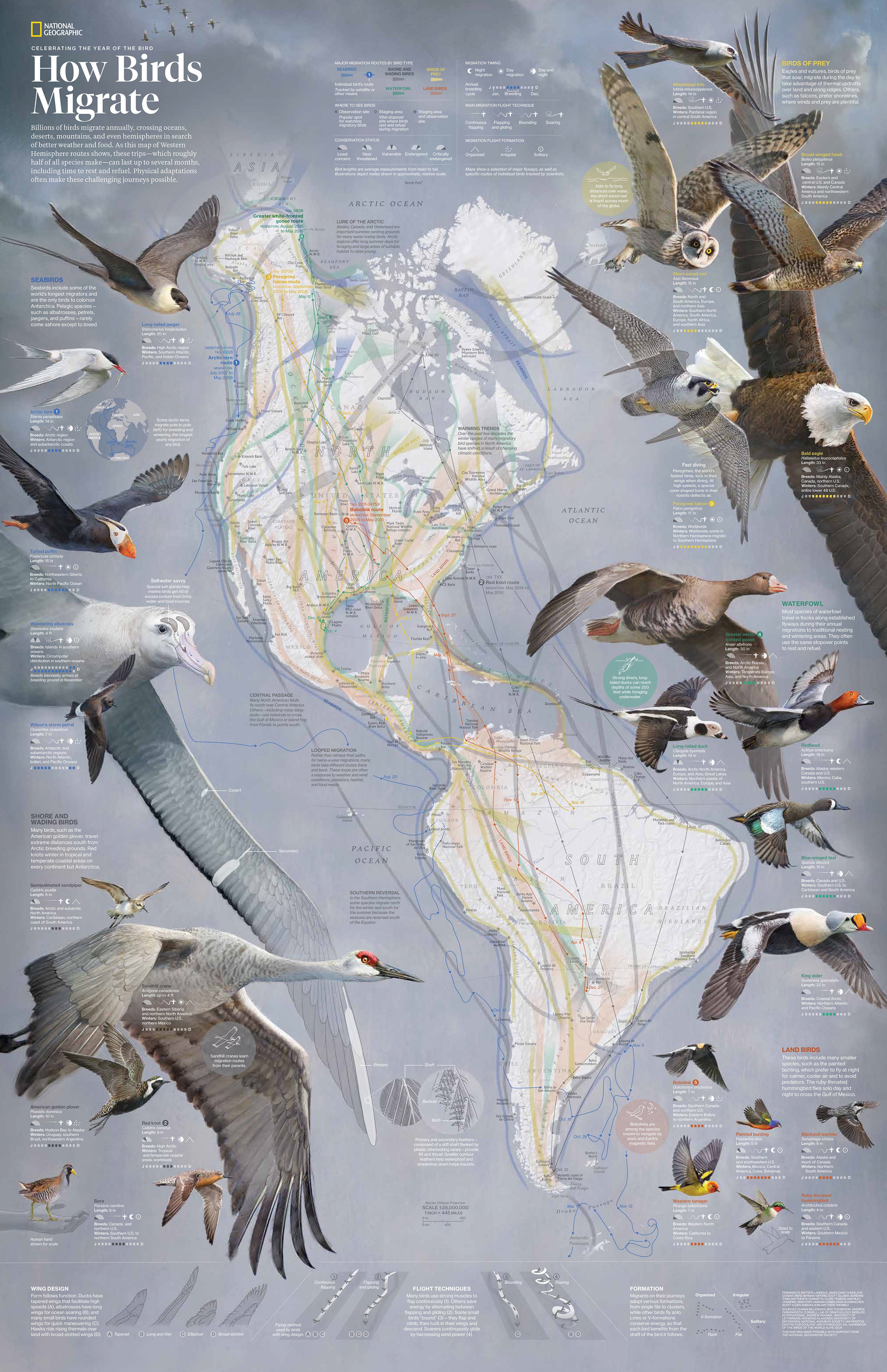 birds