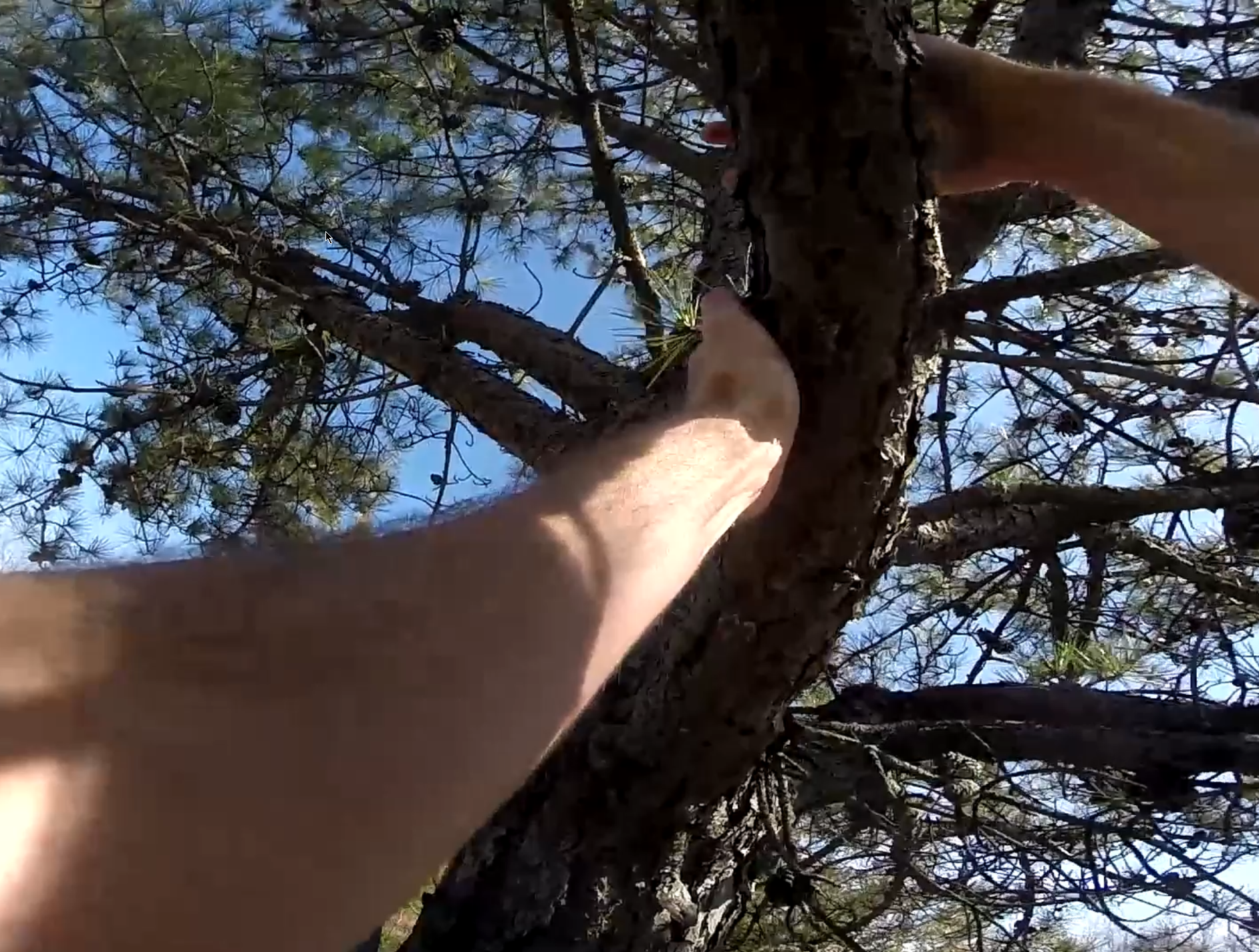 Climbing a Tree