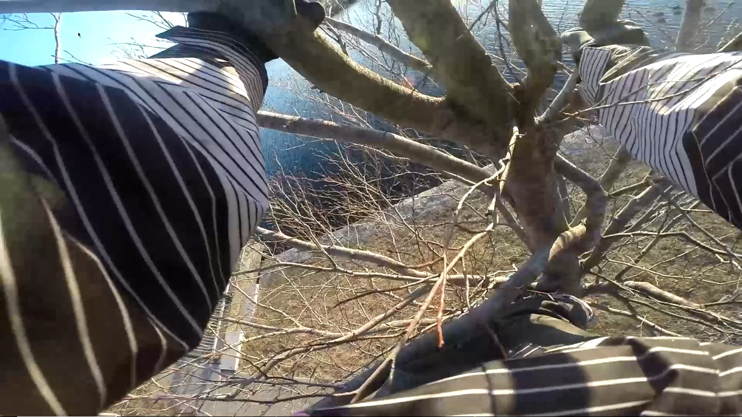 Climbing a Tree