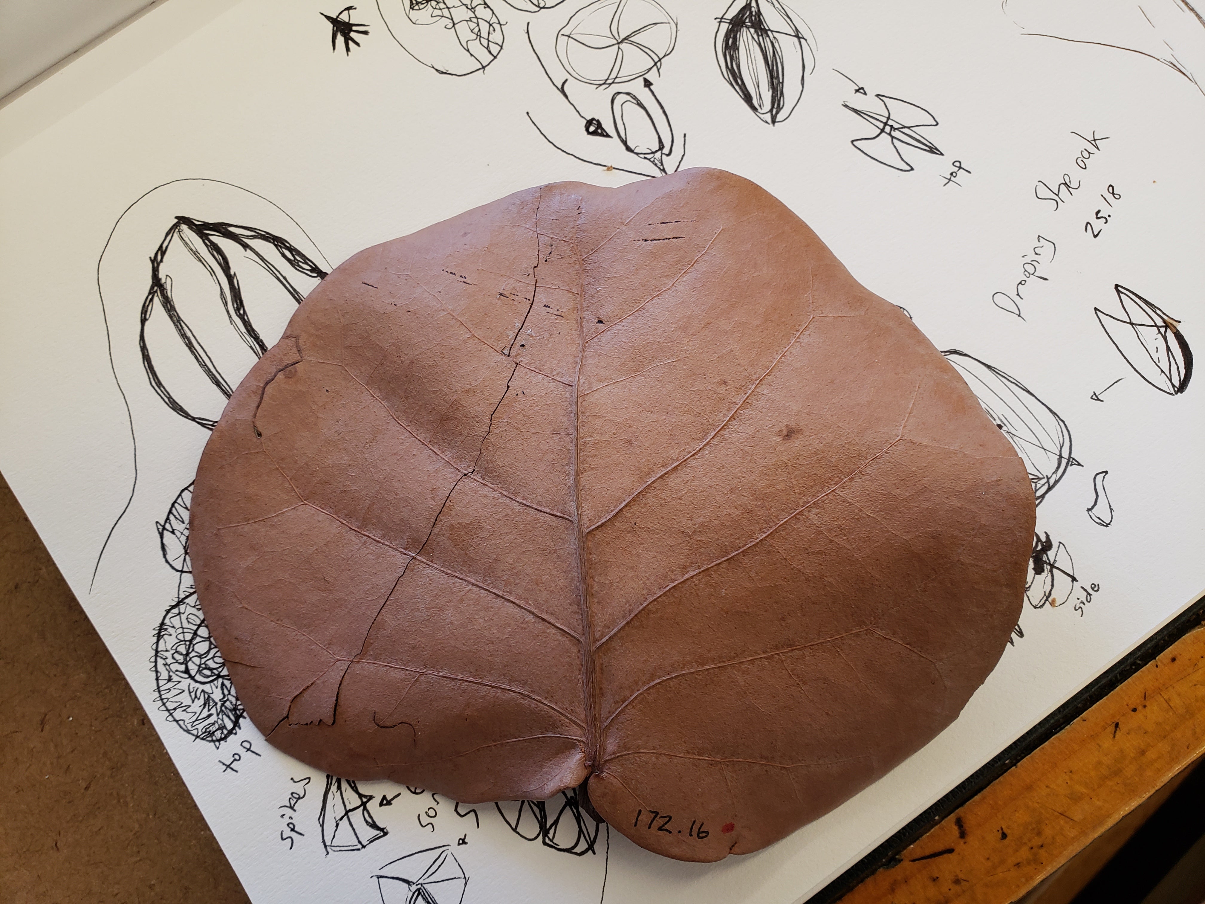 natureforms