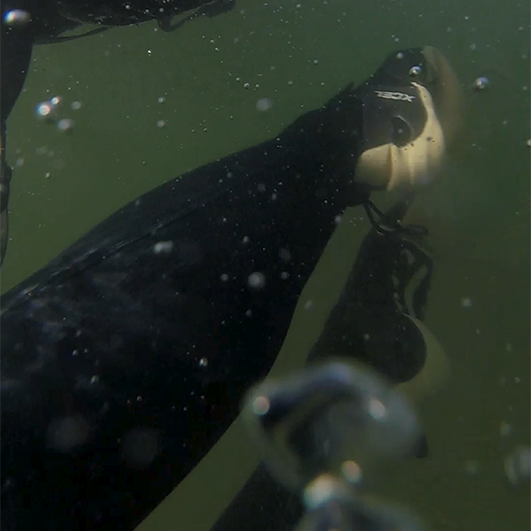 color underwater photo of a pair of swimming legs in a black wetsuit and black and white sneakers 