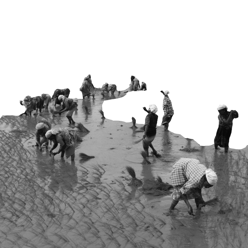 Adivasi Farming
