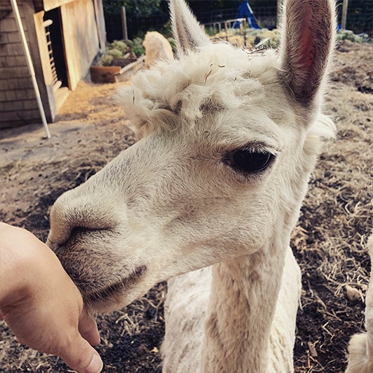 color photograph of a white llama's face, eating out of a hand