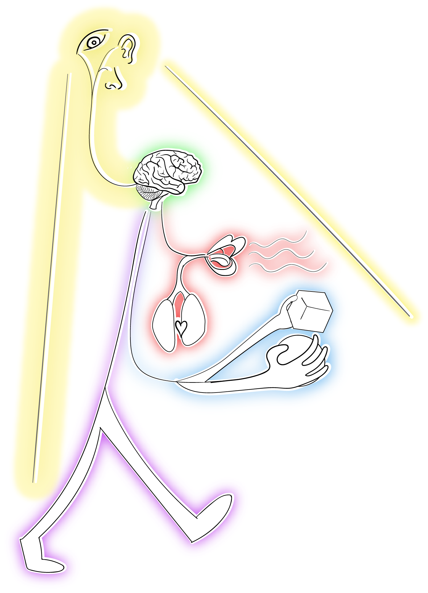 drawing showing an abstractification of a person broken into different parts: each corresponding to an emotional regulation strategy. the legs for example are for situation selection, the arms for situation modification, the mouth, heart and lungs for response modulation, the brain for cognitive change and the eyes/ears/nose for attentional deployment.