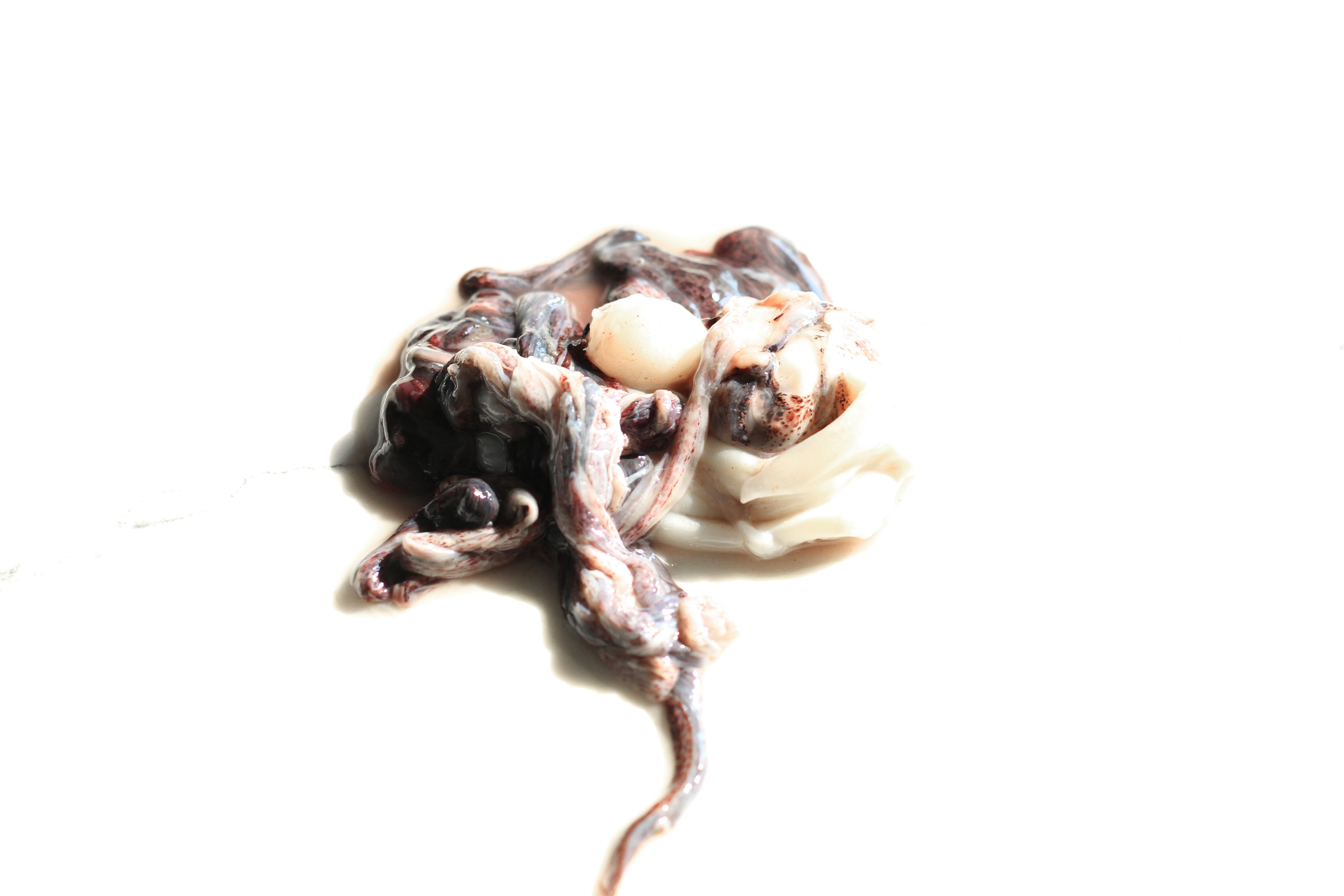 squid waste