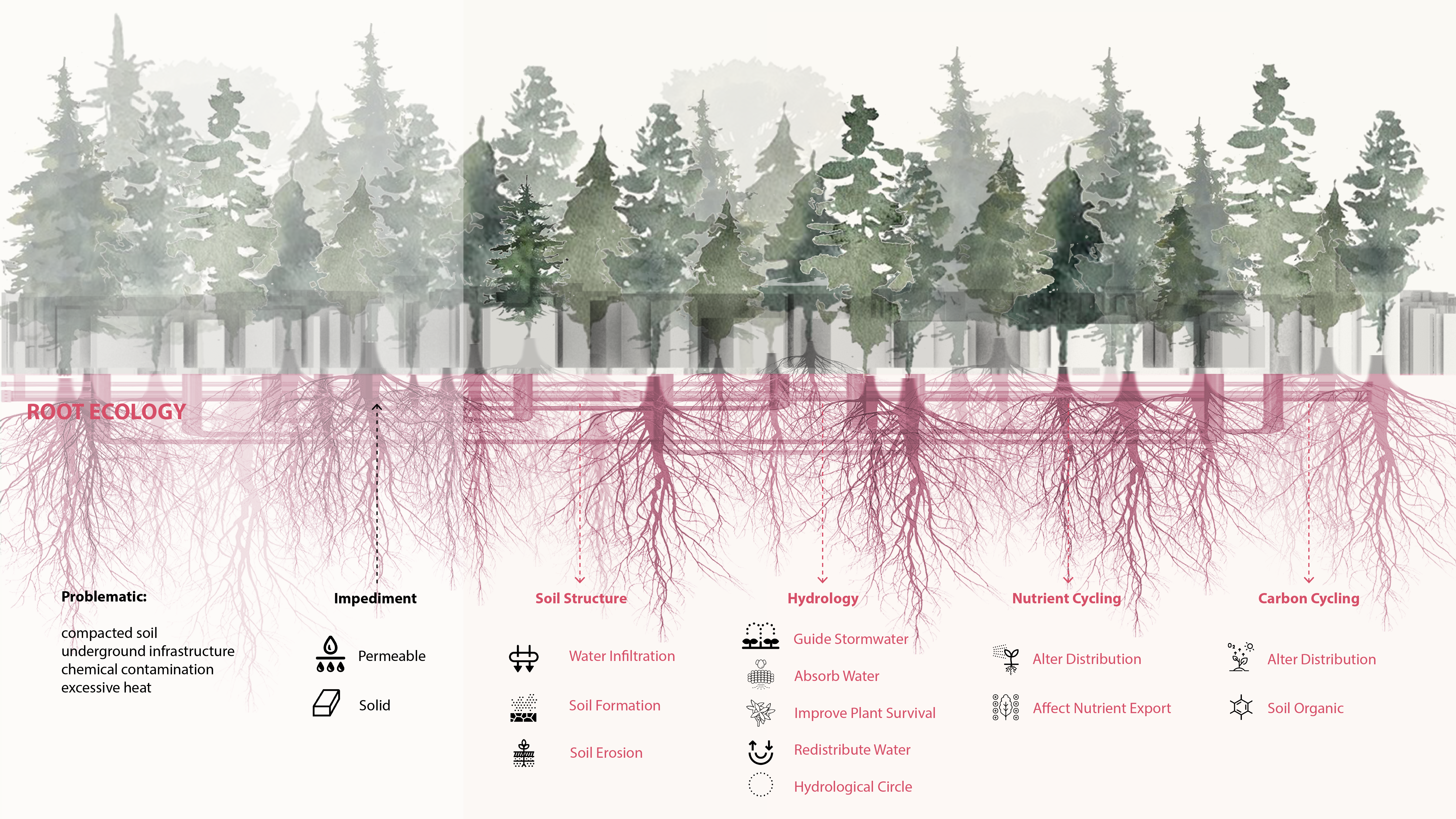 root ecology