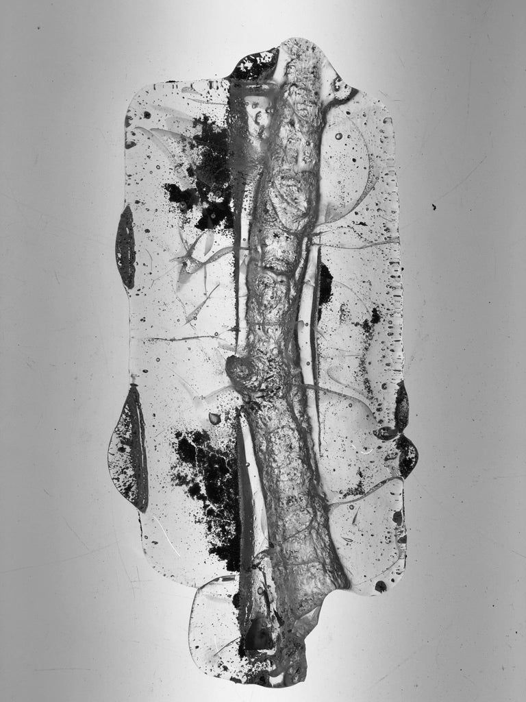 Branch cast as glass negative.
