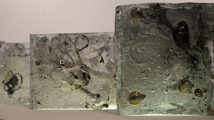 Clear cast-glass “books” that contains transparent imprints of needles, pinecones, and branches of different types of trees.