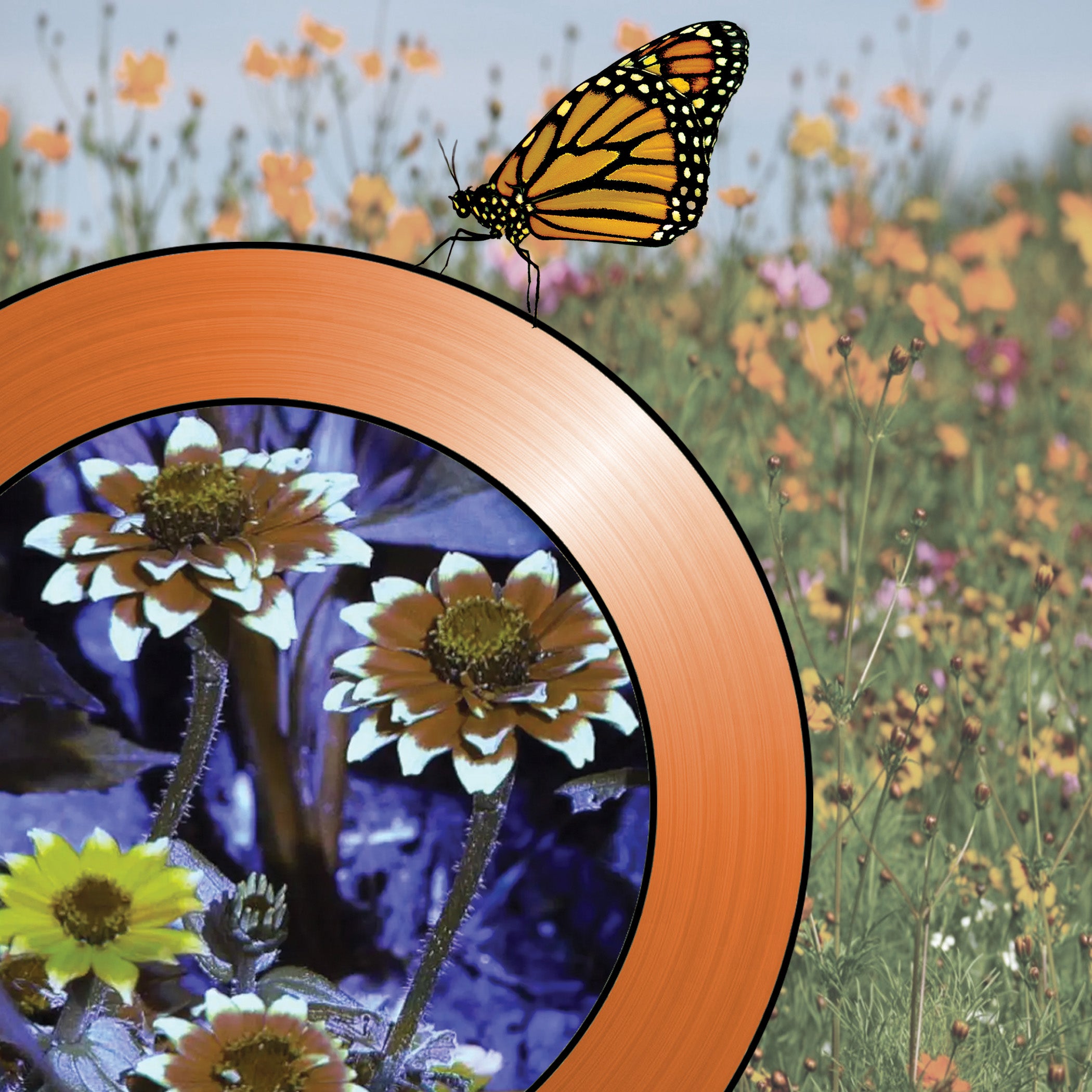 a periscope view of wildflowers. filters simulate animal vision so that we can see the scene as it appears to a butterfly.