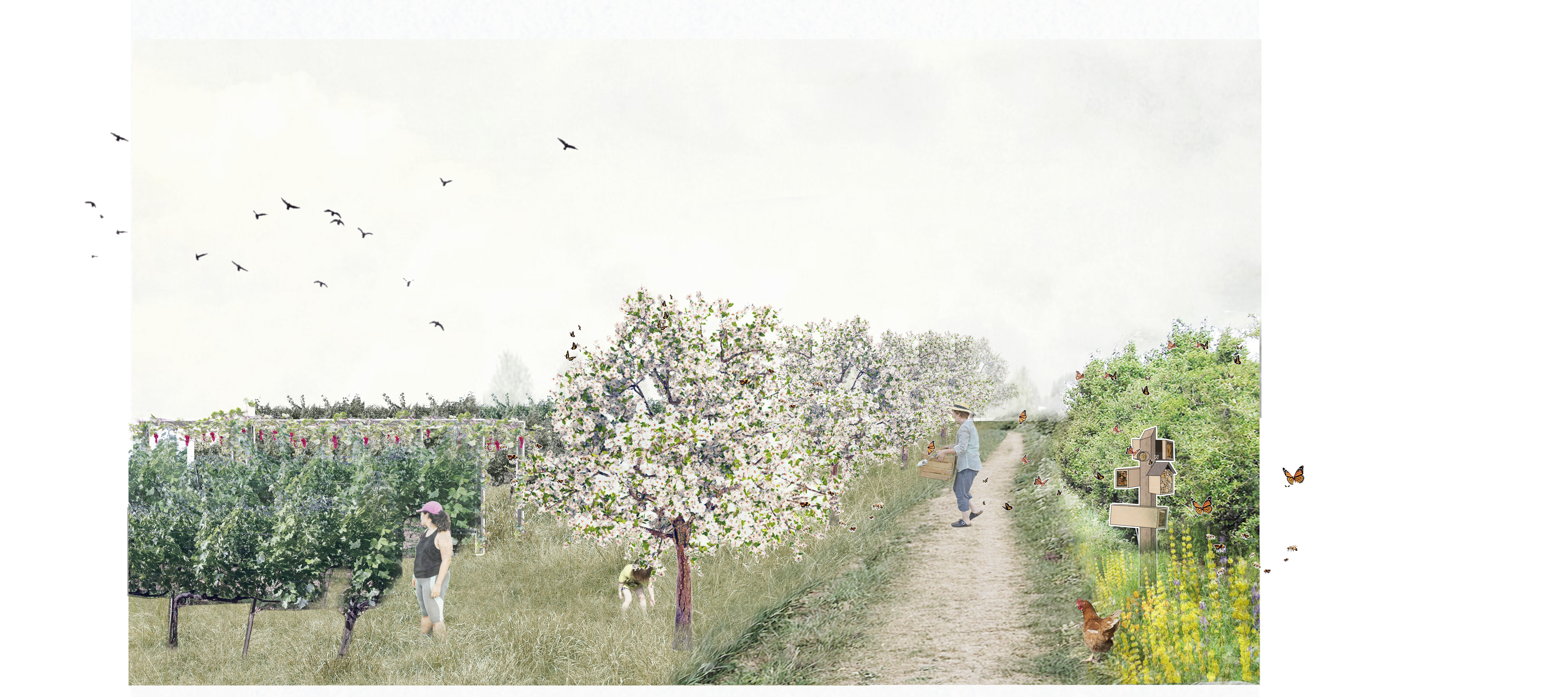 Pollinator hedgerows divide the community crop field with rentable land.