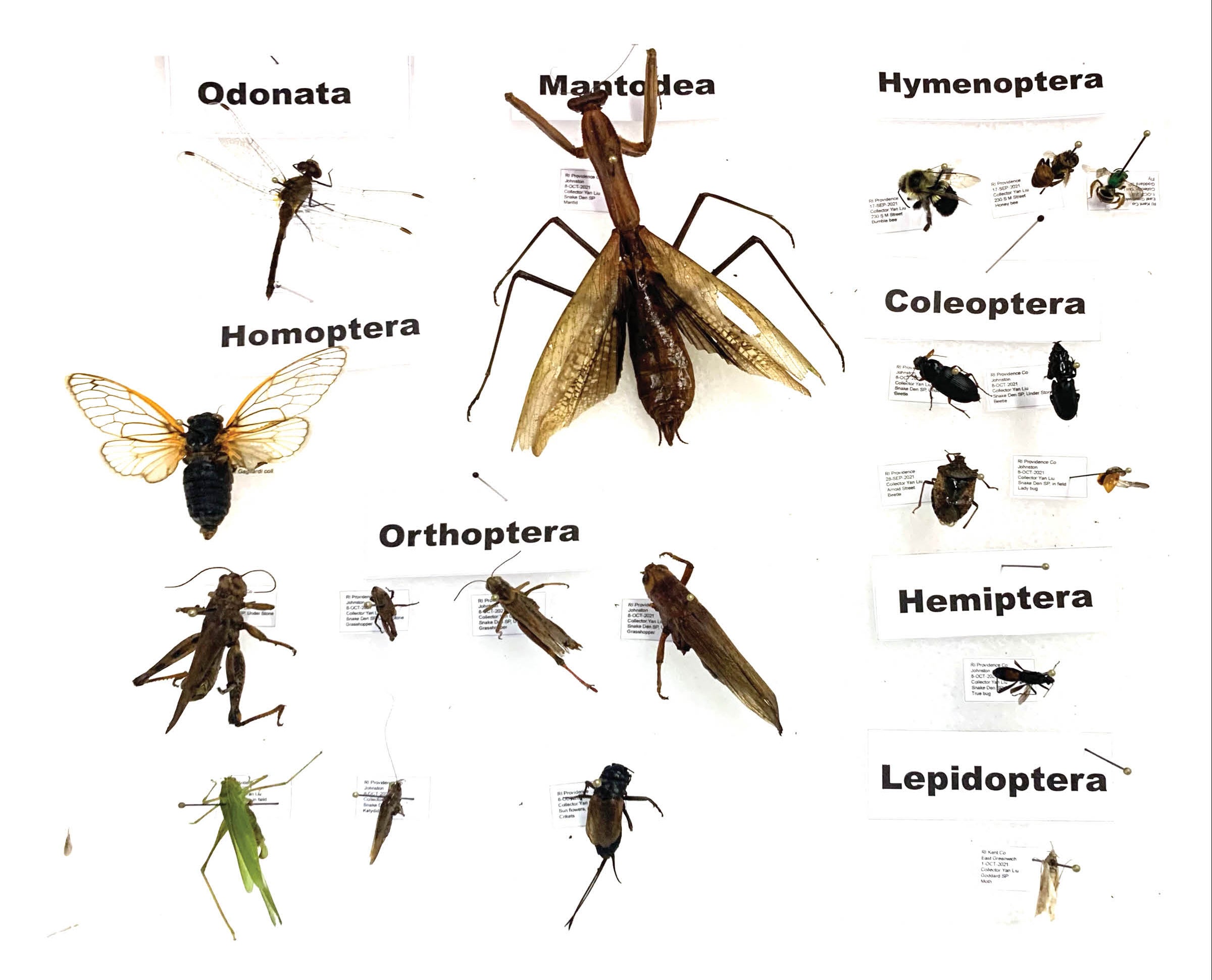 The collection of insects got me thinking about the connection between insects and the landscape