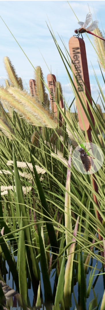 An educational installation that lists species of dragonflies that have gone extinct to help raise awareness about biodiversity loss