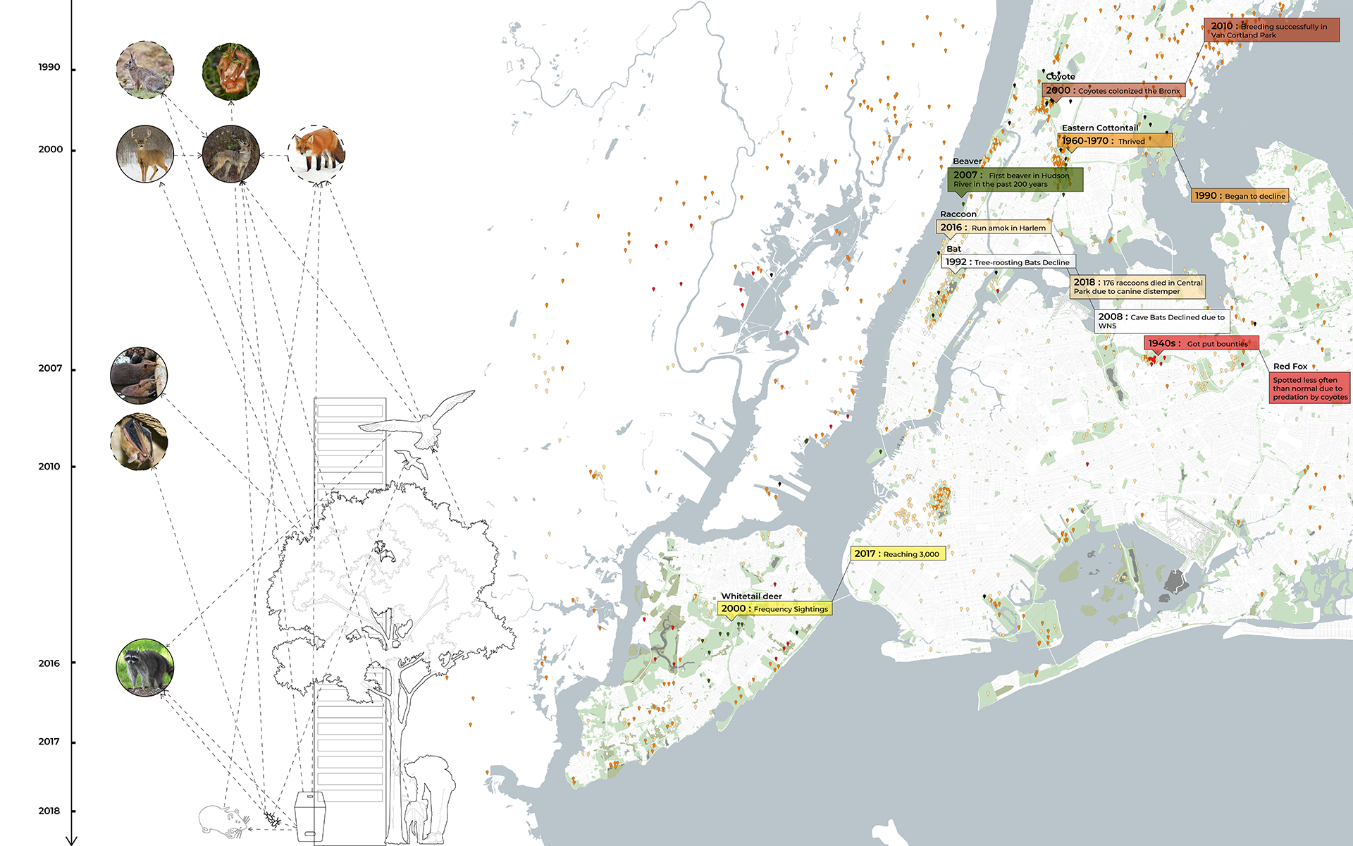 Shrinking natural habitats together with the availability of resources and shelter have attracted abundant wildlife to cities. These animal species have adjusted their habits to adapt to the urban environments and avoid direct contact with humans, becoming invisible inhabitants of the city. 