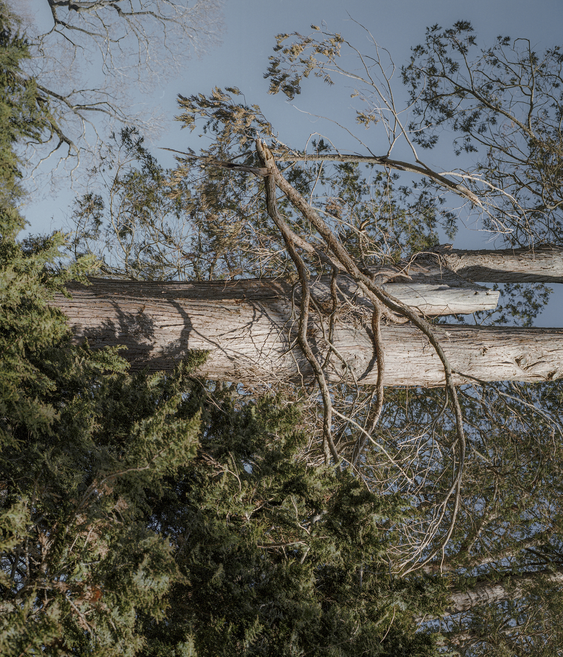 A limb from a tree falling from the branch with the sky in the background.