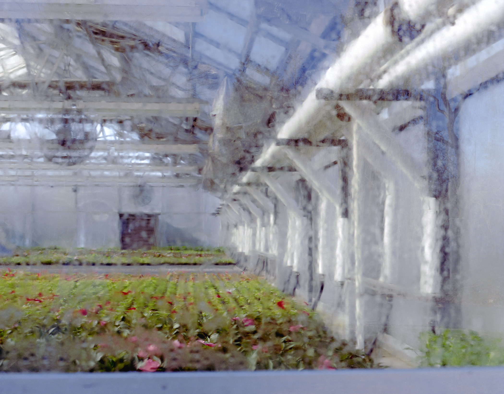 Wide shot of a bunch of red flowers in a greenhouse with condensation on the windows.