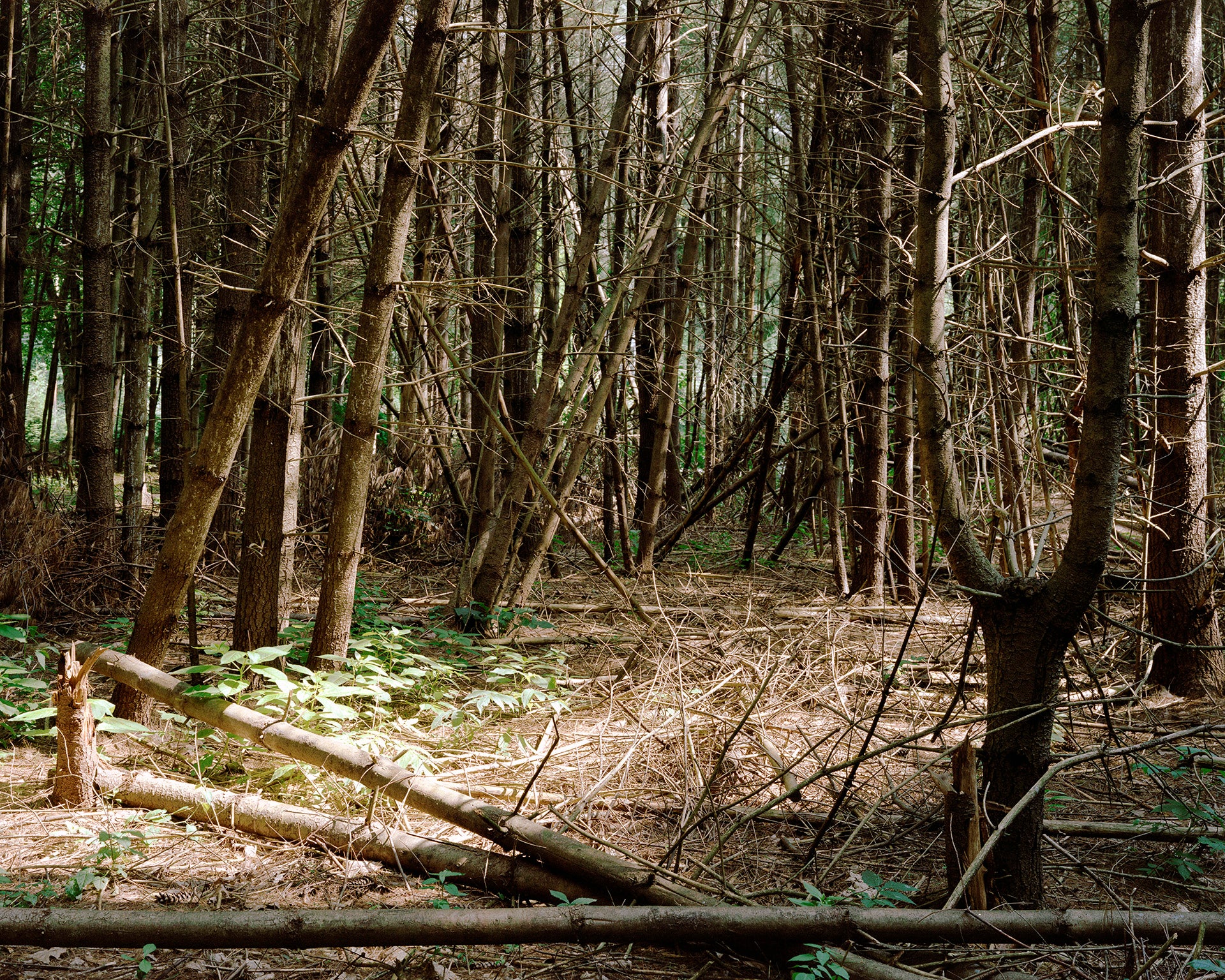 Photograph of dying cedar trees falling onto one another.
