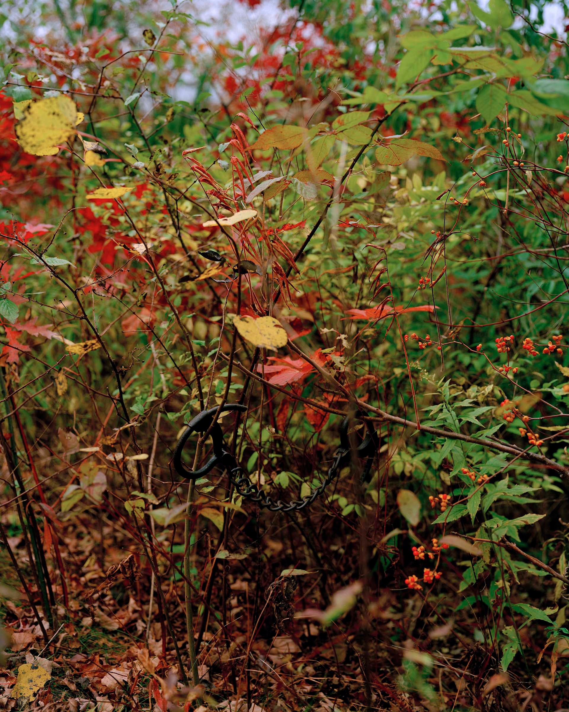 Photograph of manacle cuffs hidden inside a dense bush. 