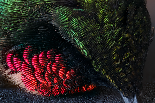 Close-up image of a hummingbird, showing iridescent red and green feathers.
