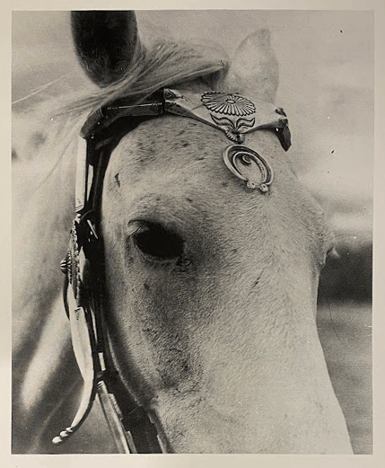 Monochrome photo of a horse’s head, with the top of the ears and the bottom of the snout cropped. The horse wears a metallic headdress featuring etched floral motifs.