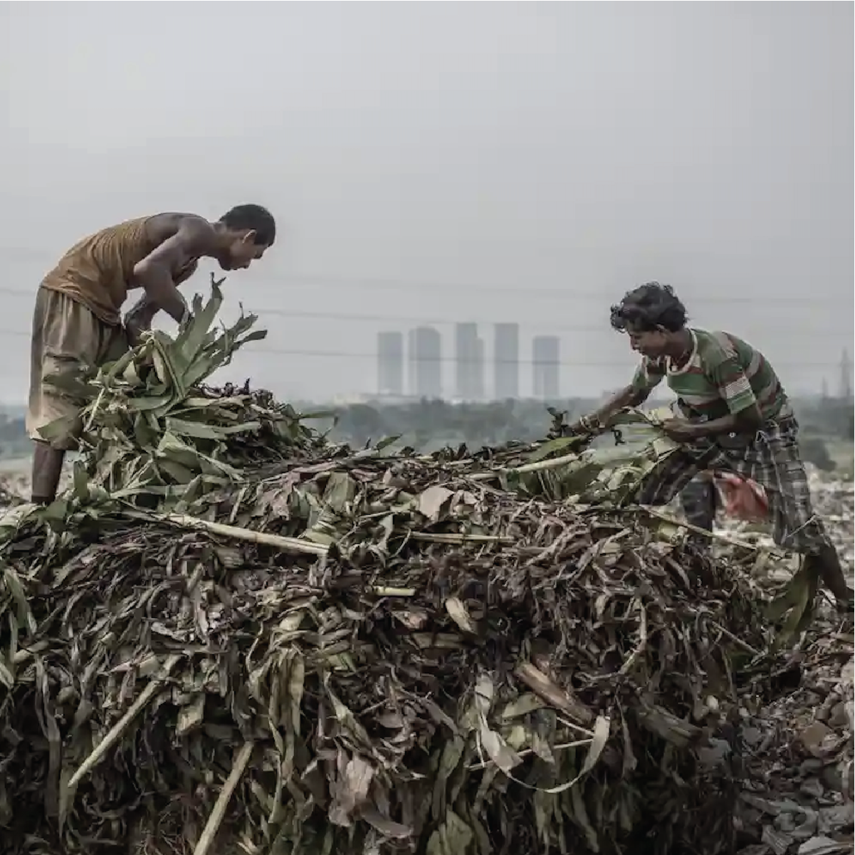 Waste Mountain usurping the body of the waste picker, Dhapa.