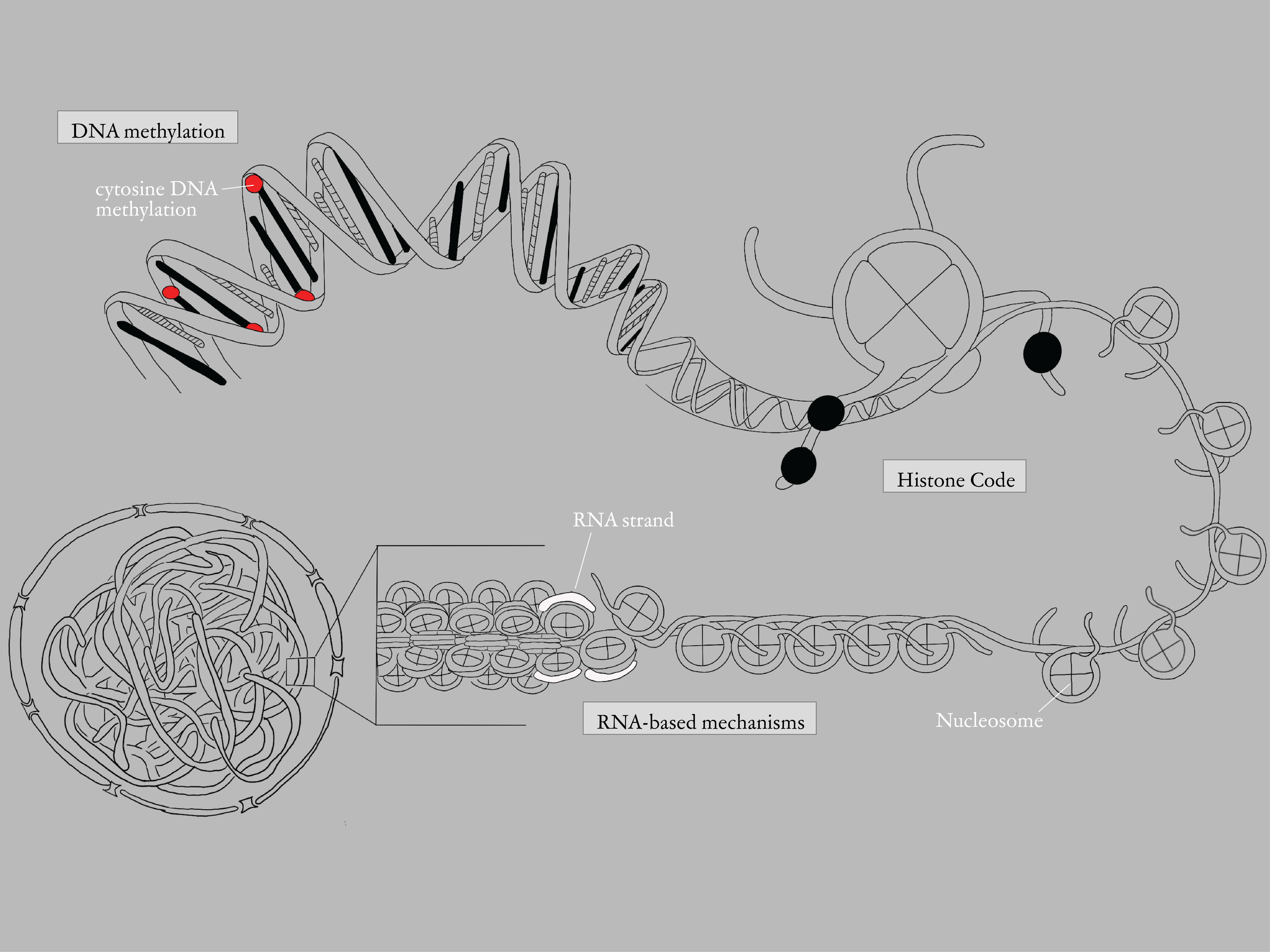 Diagram of epigenetic modifications being DNA methylation, Histone code, and RNA-based mechanisms. 
