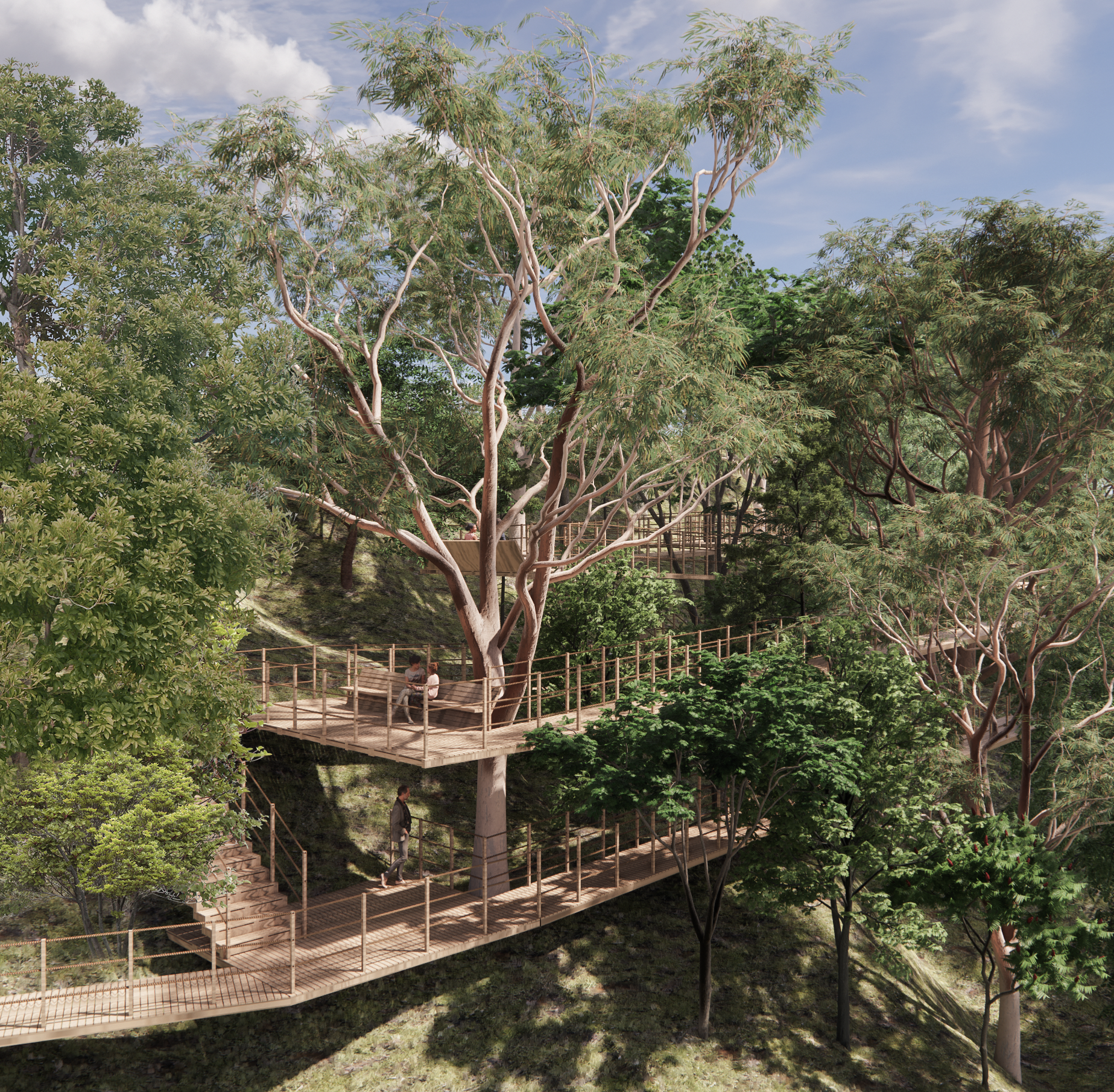 Pathways in the forest.