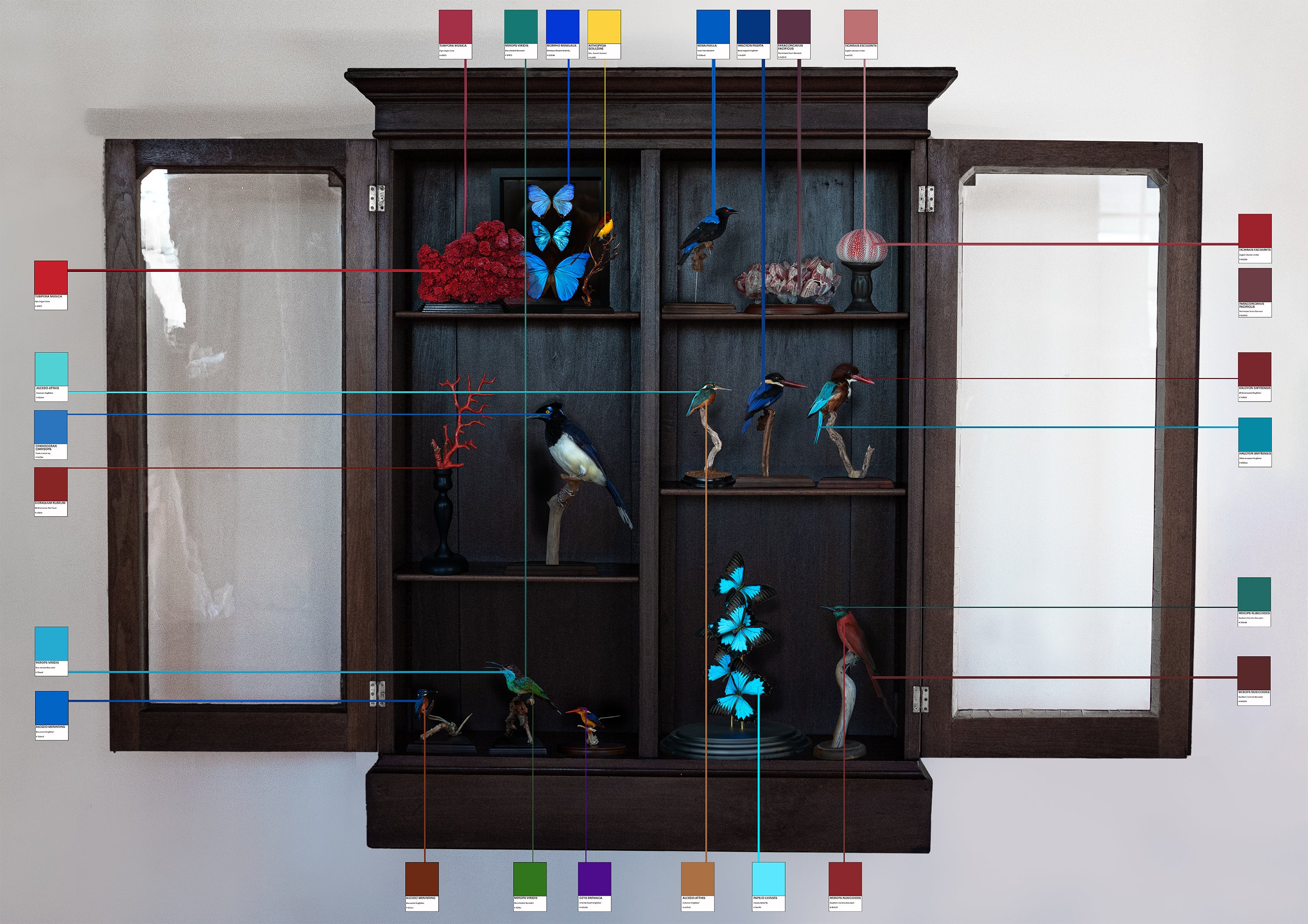 Poster of installation featuring a taxidermy collection studied through a framework of color theory.