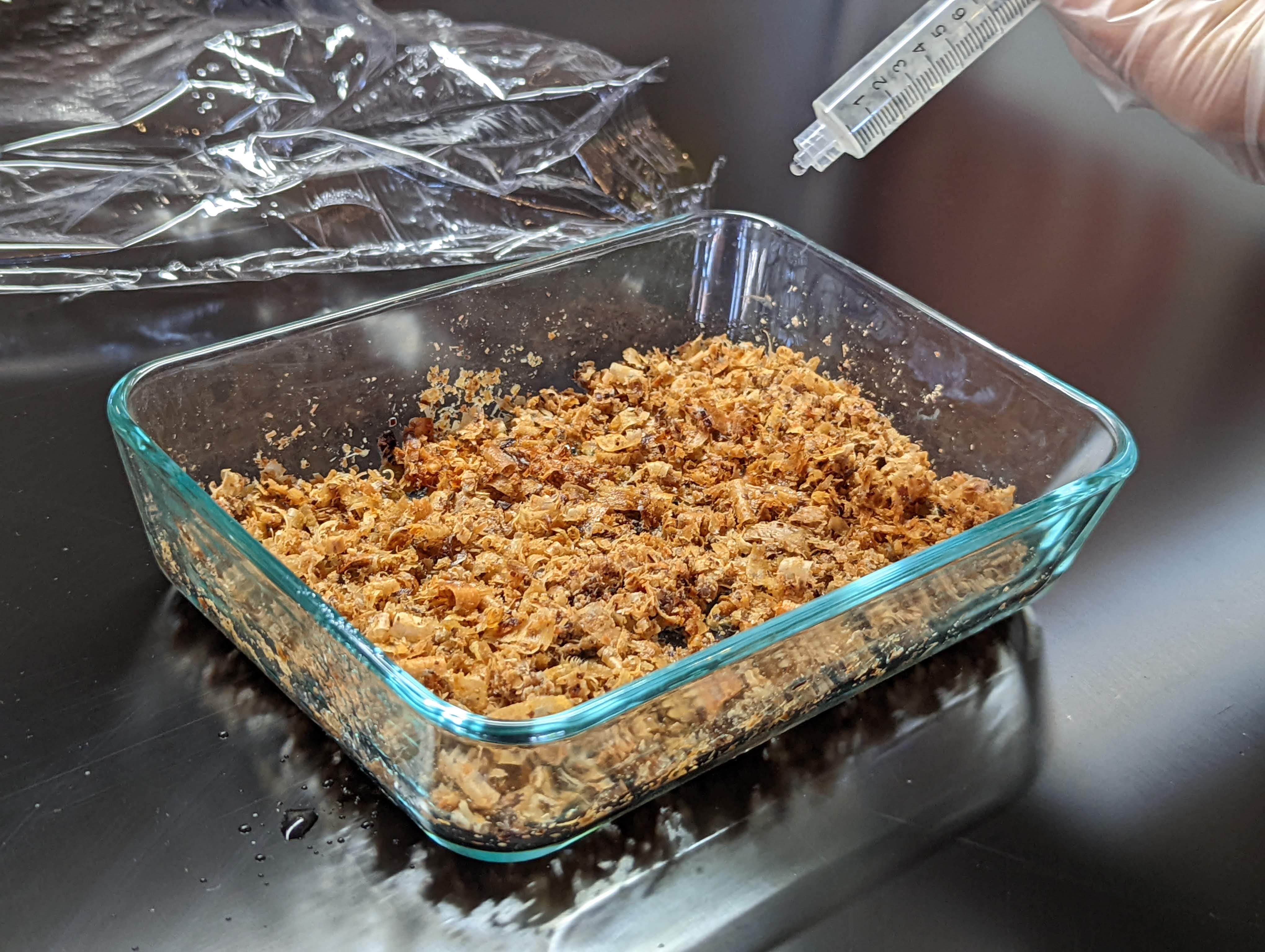 A syringe dropping liquid culture of oyster mushrooms into a substrate prepared in a glass dish